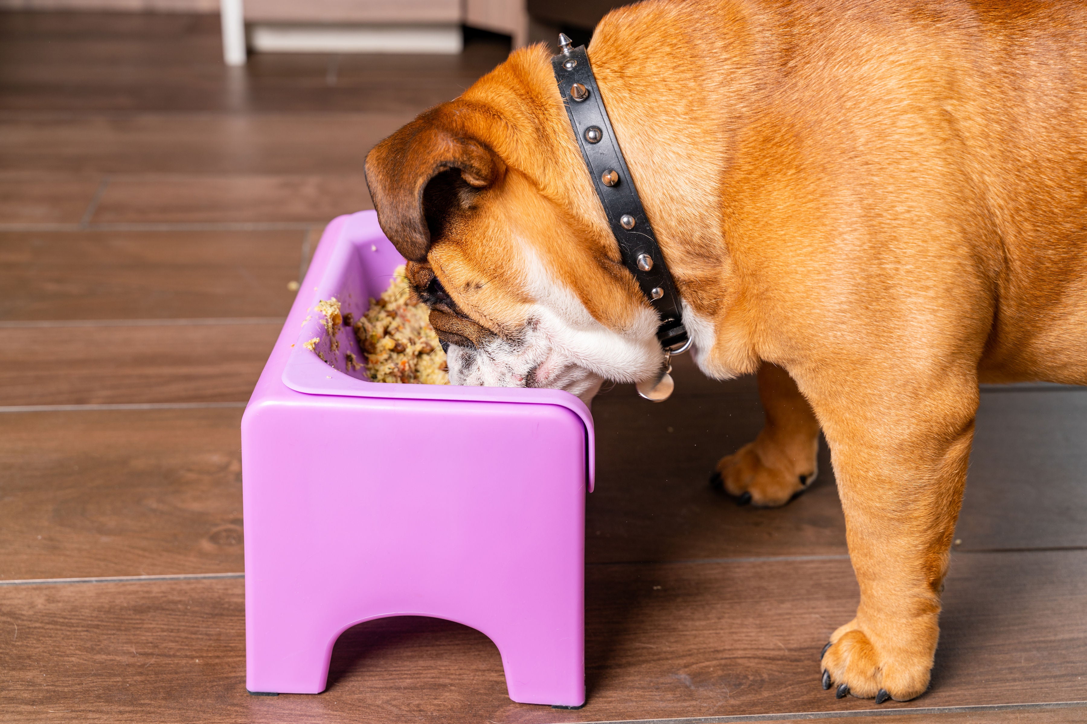 Bulldog clearance food bowl